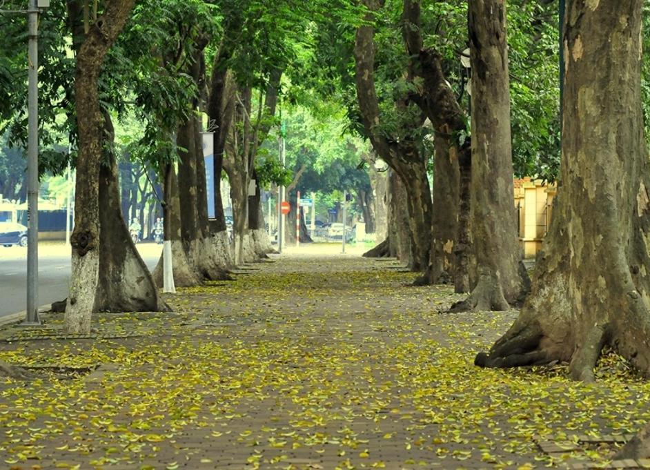 Da Tree Homestay Hanoi Bagian luar foto